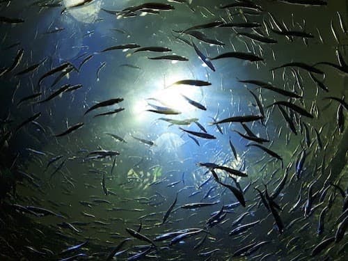 An amazing aquarium right at the base of the CN Tower